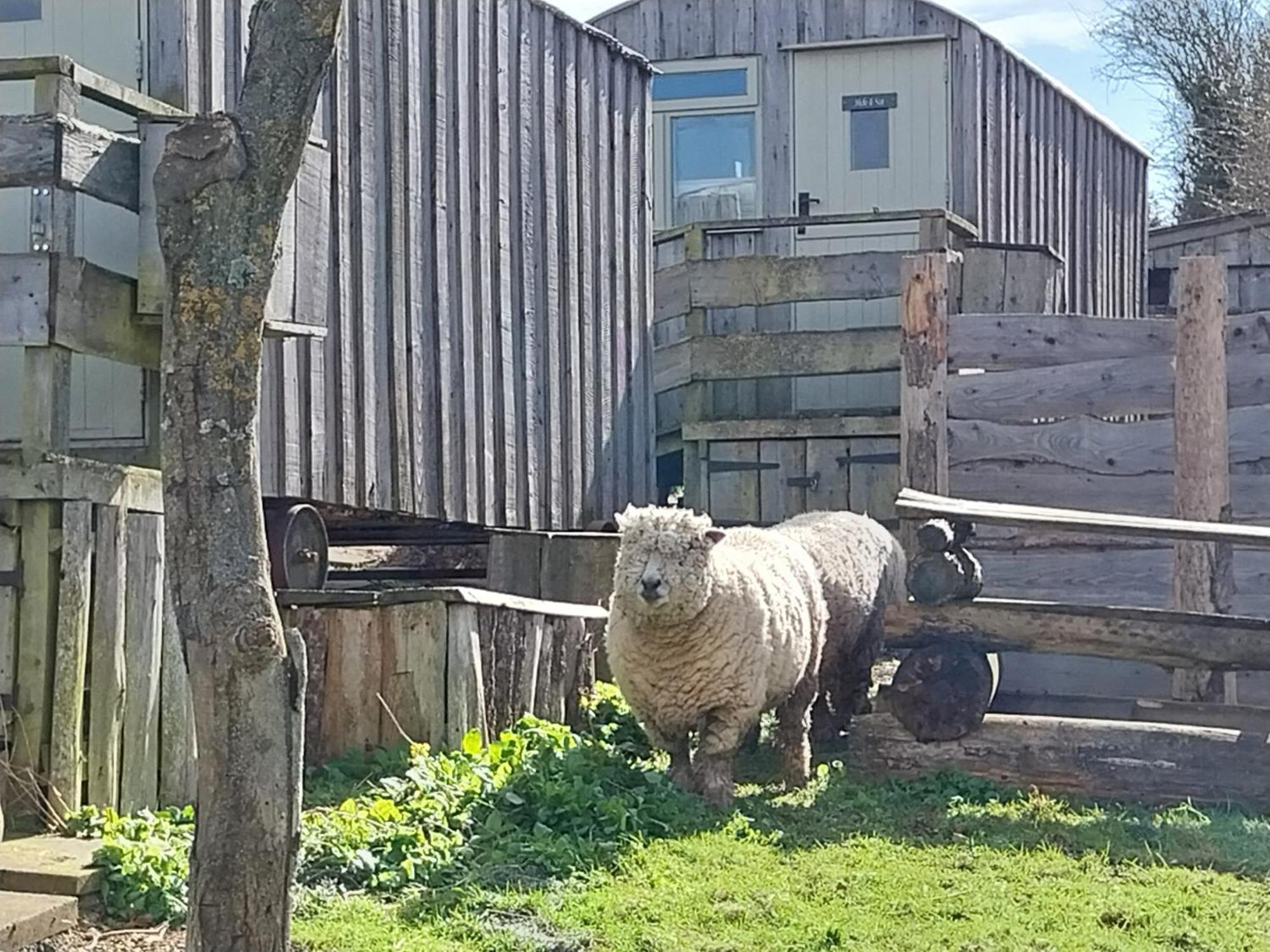 Meadowbeck - Shepherd Huts Fylingdales Экстерьер фото